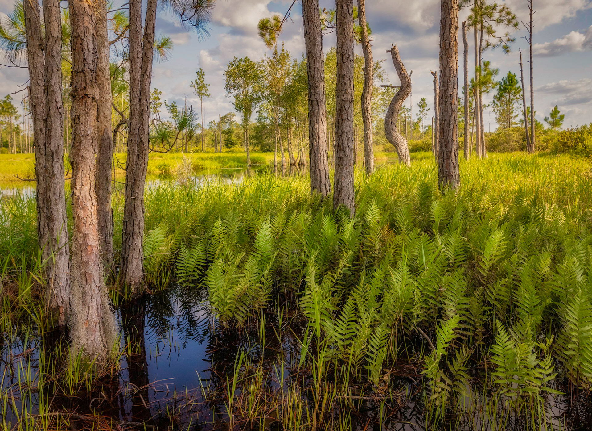 Lochloosa Connector Preserve