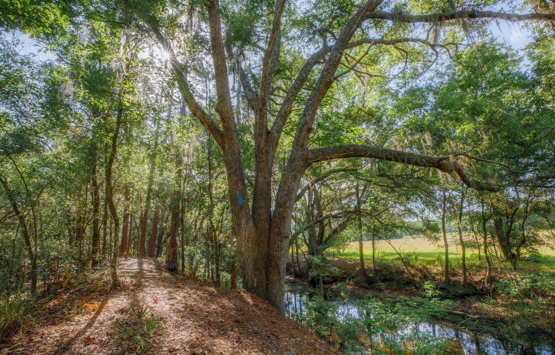 Alto South Preserve