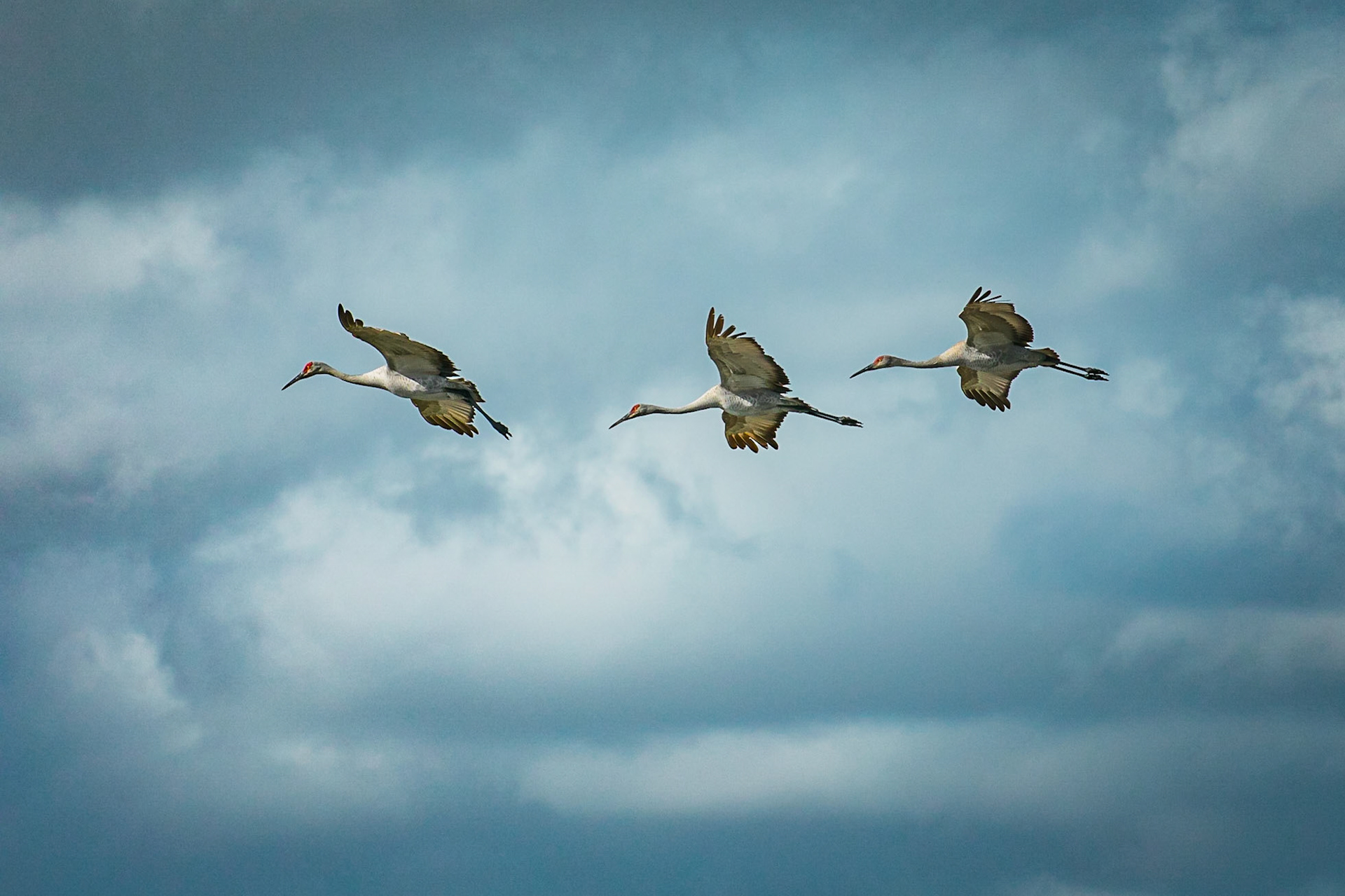 Sandhill Cranes