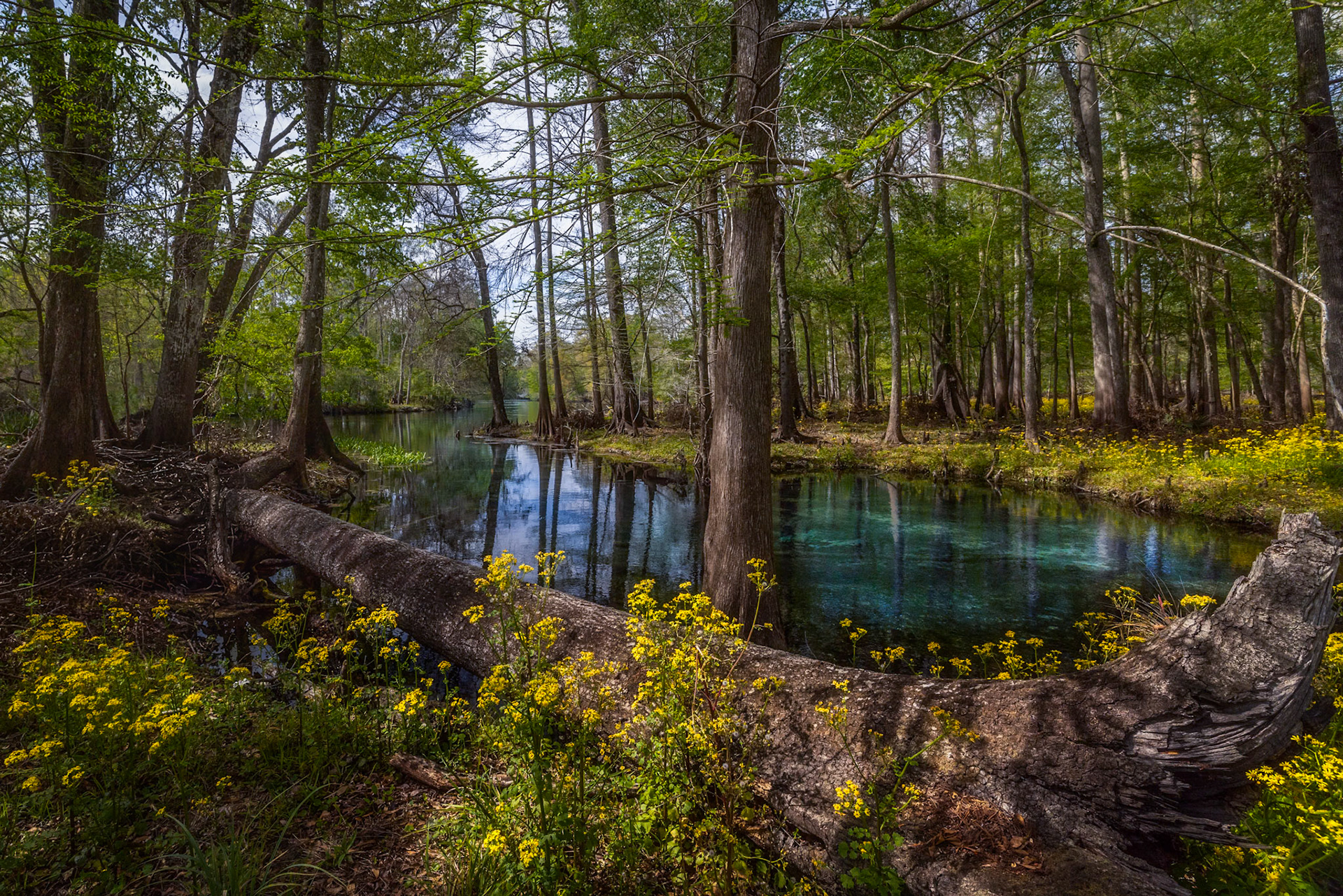 Sawdust Springs