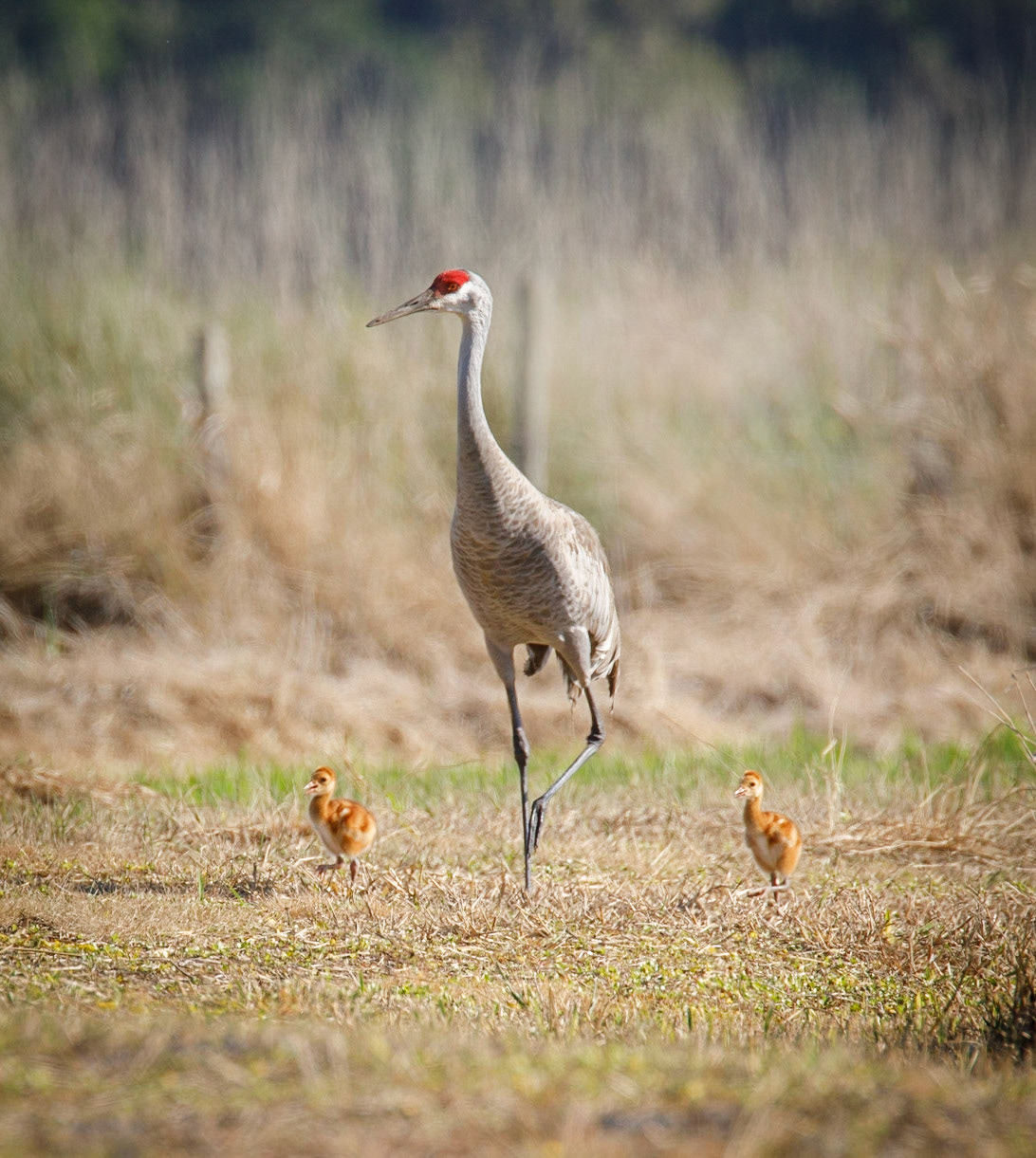 Sandhill Cranes