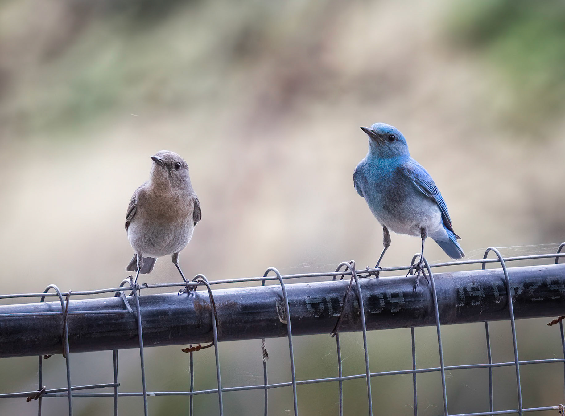 Mountain Bluebirds