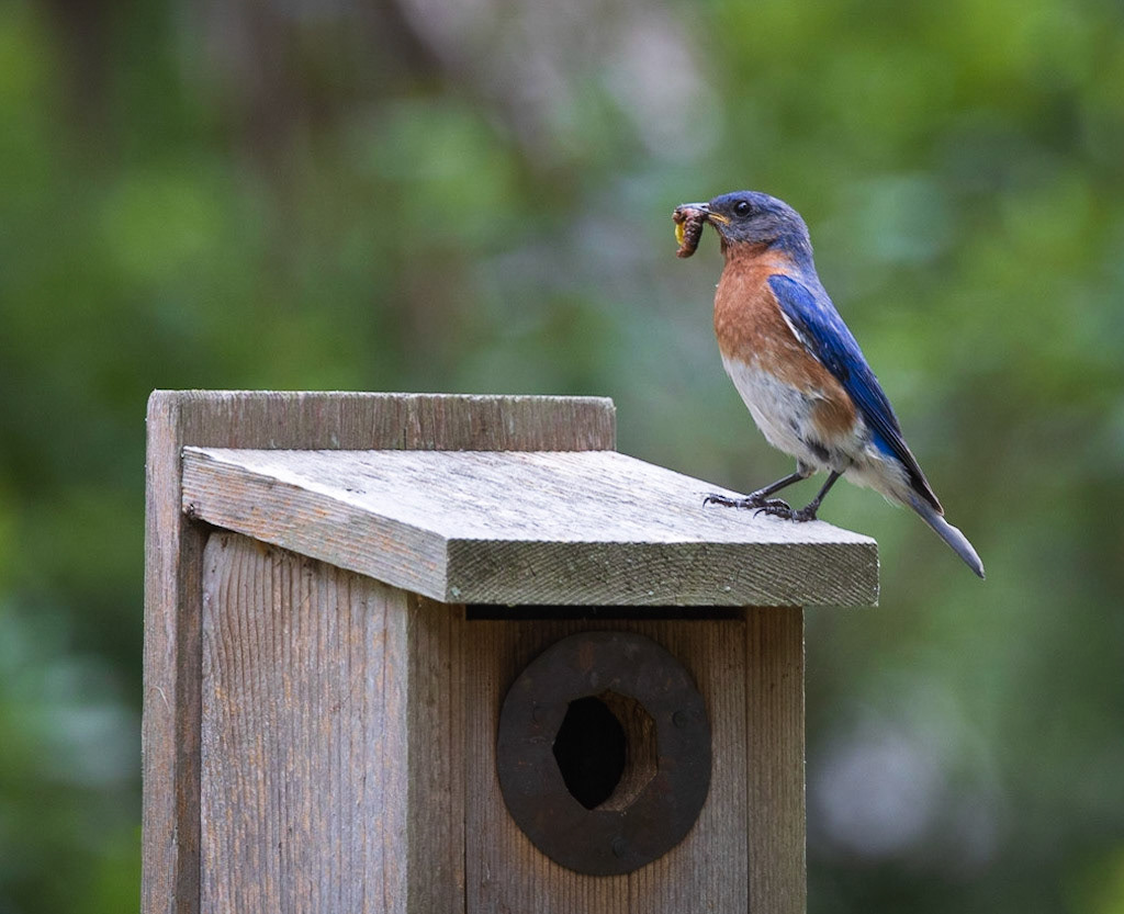 Eastern Bluebird
