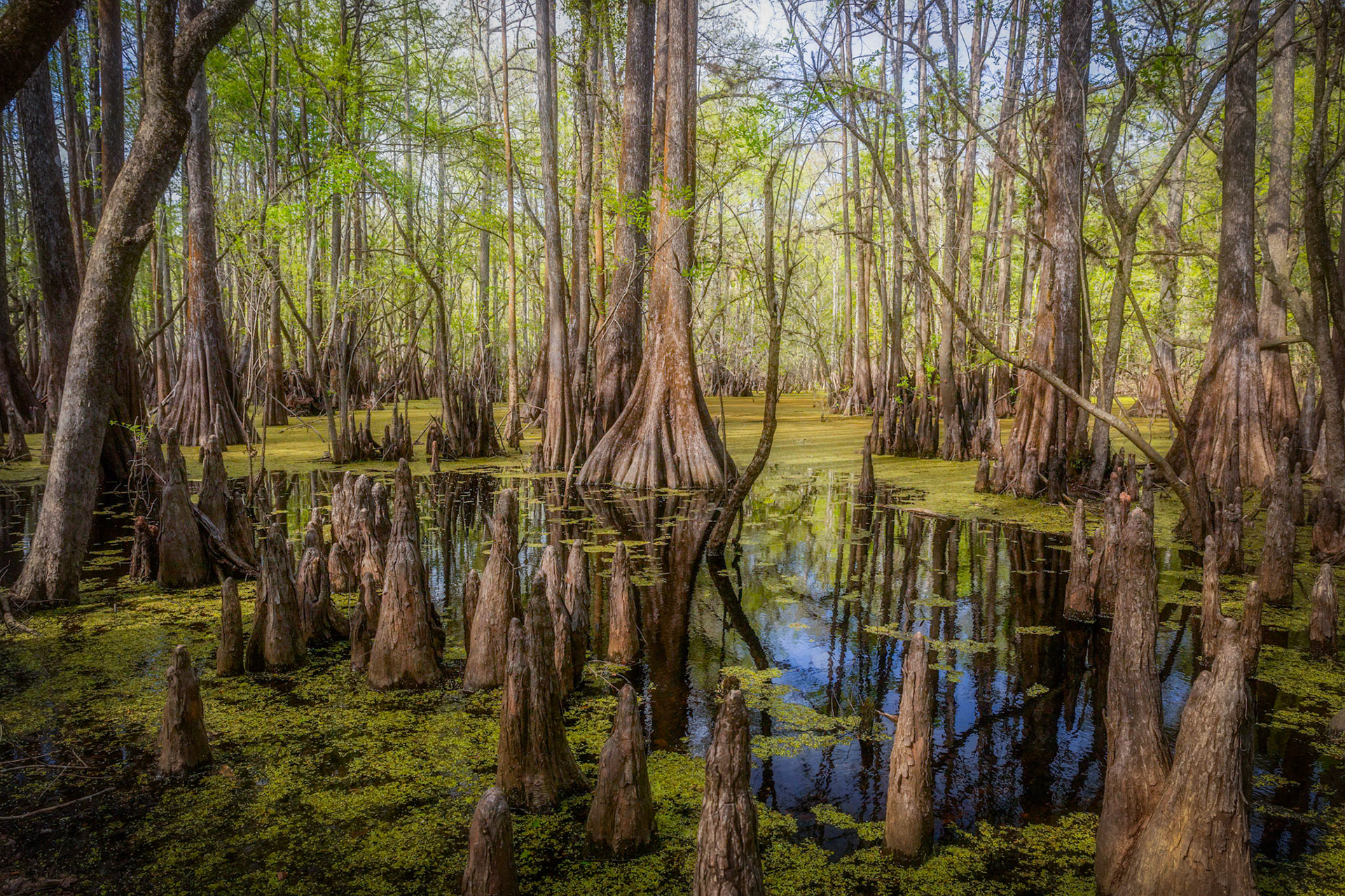 Suwannee River floodplain at Rock Bluff Springs