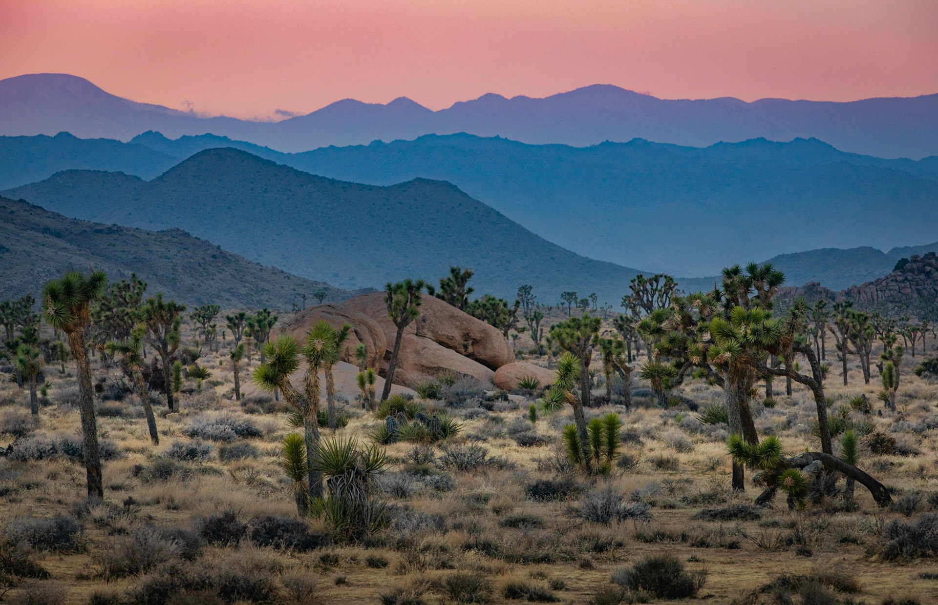 Joshua Tree Natl Park