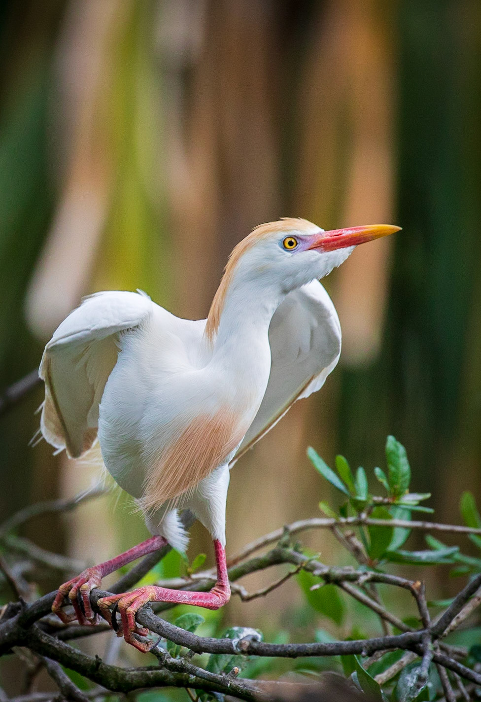 Cattle Egret