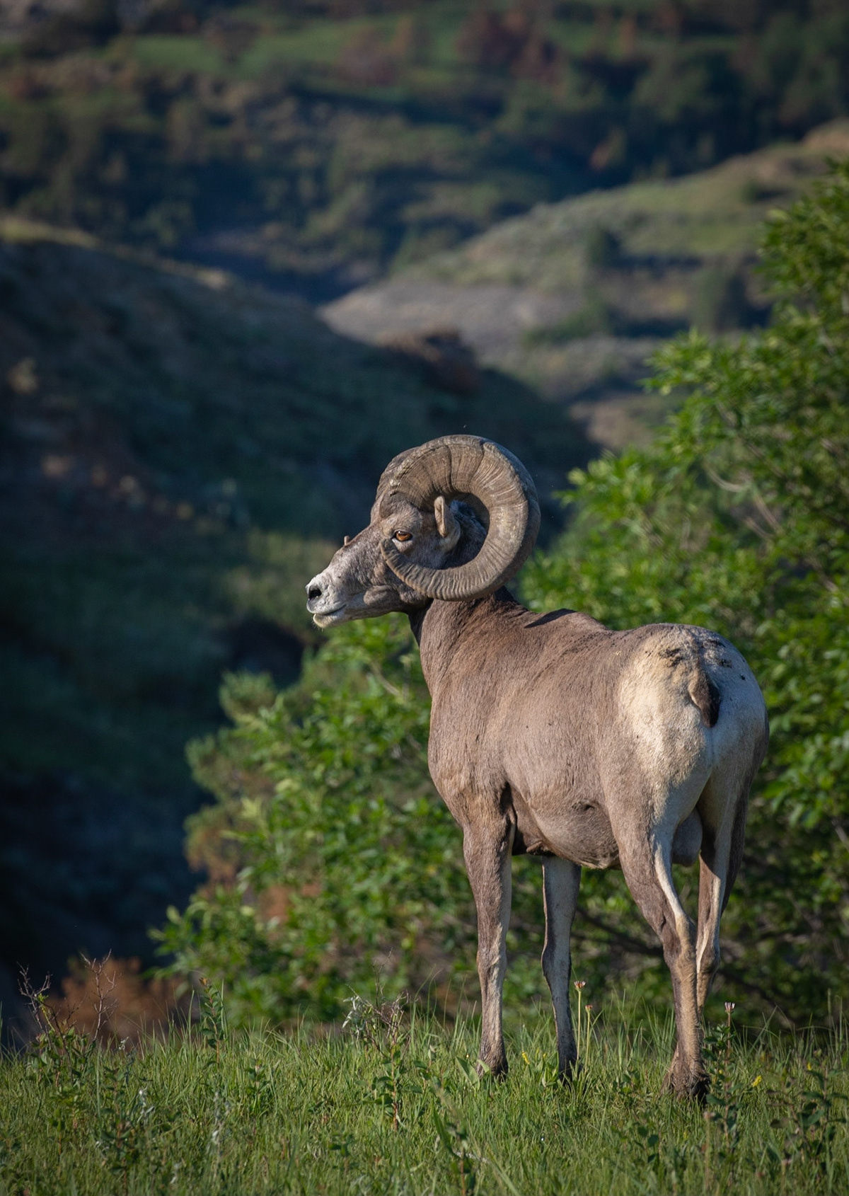 Bighorn Sheep, Roosevelt NP