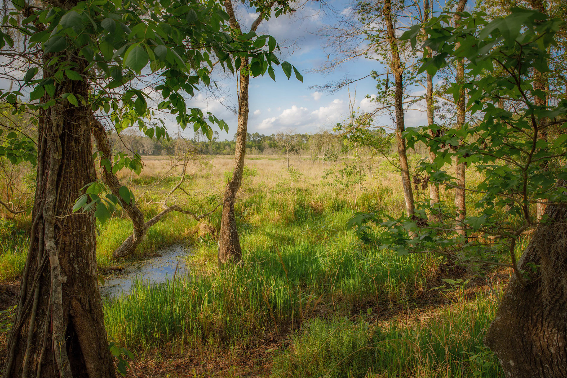 Little Orange Creek Preserve