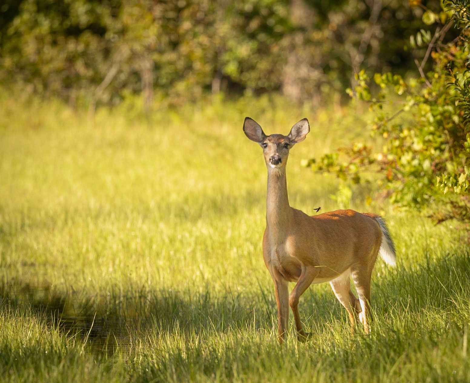 White-tailed Deer