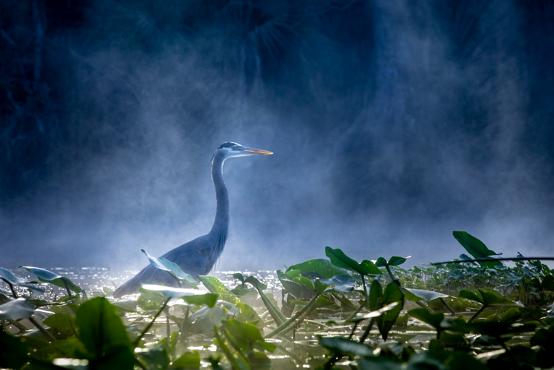 Great Blue Heron
