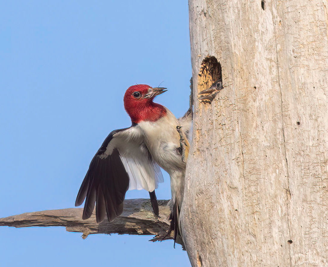 Red-headed Woodpecker