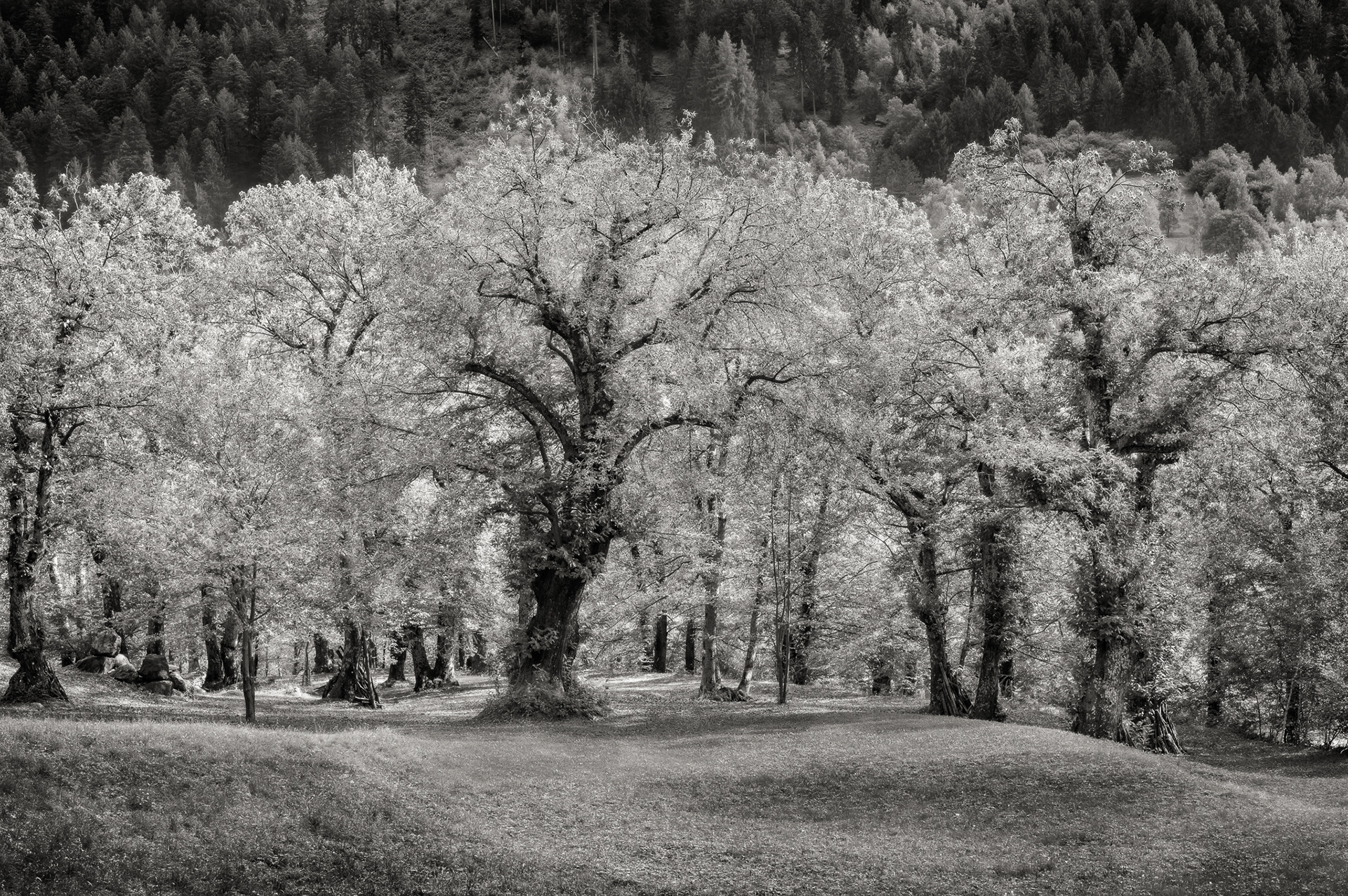 Schwarz-Weiss-Fotografie aus dem Kastanienwald Brentan oberhalb Castasegna. © Piero Rossi