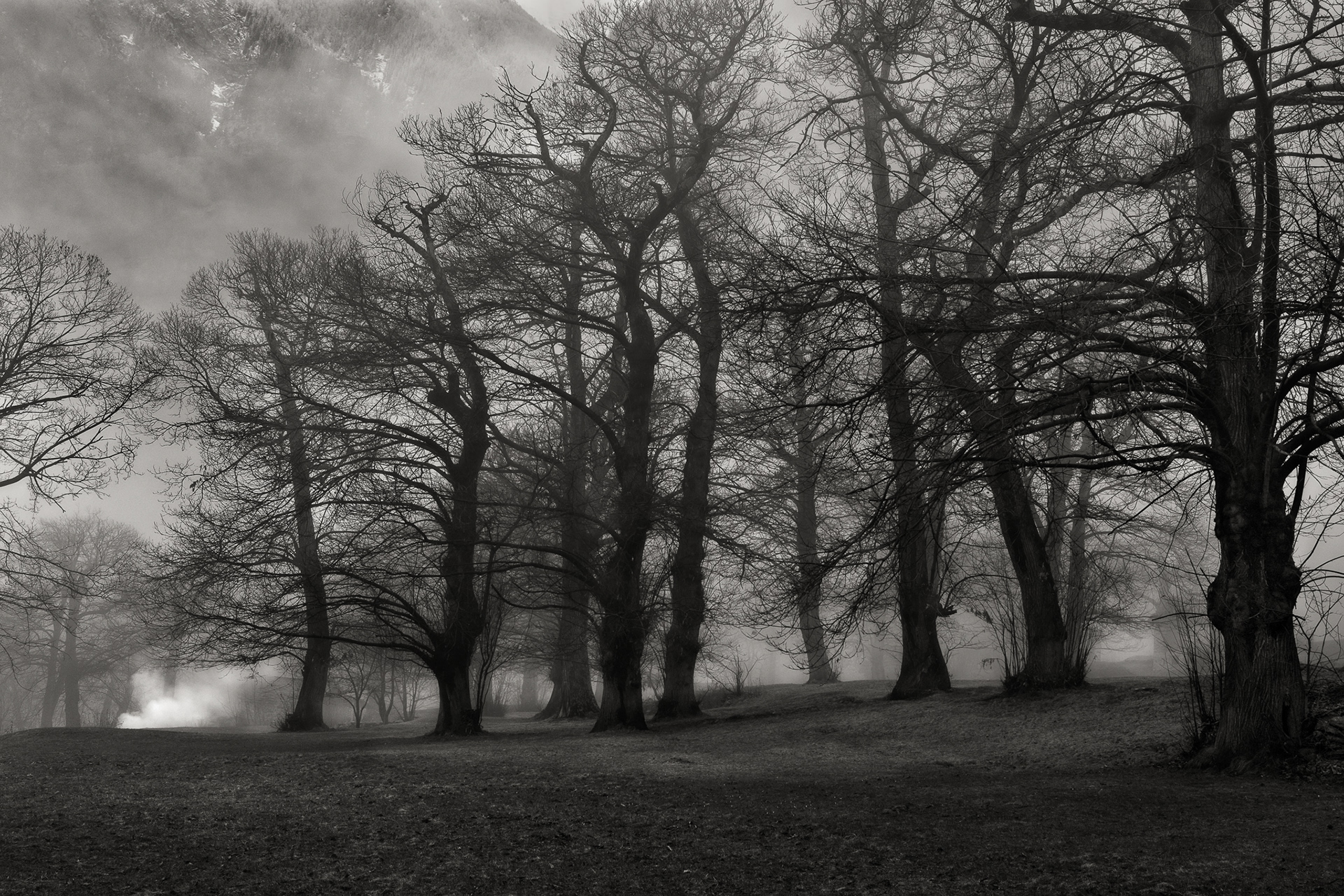 Schwarz-Weiss-Fotografie aus dem Kastanienwald Brentan oberhalb Castasegna. © Piero Rossi