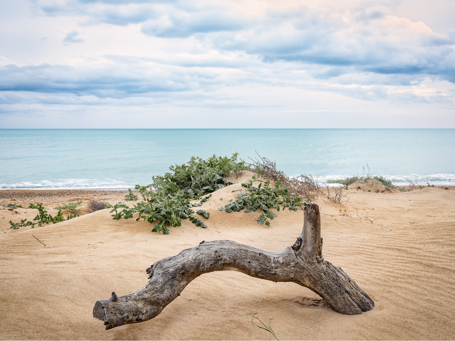 Baumstunk, dahinter das Meer. © Piero Rossi