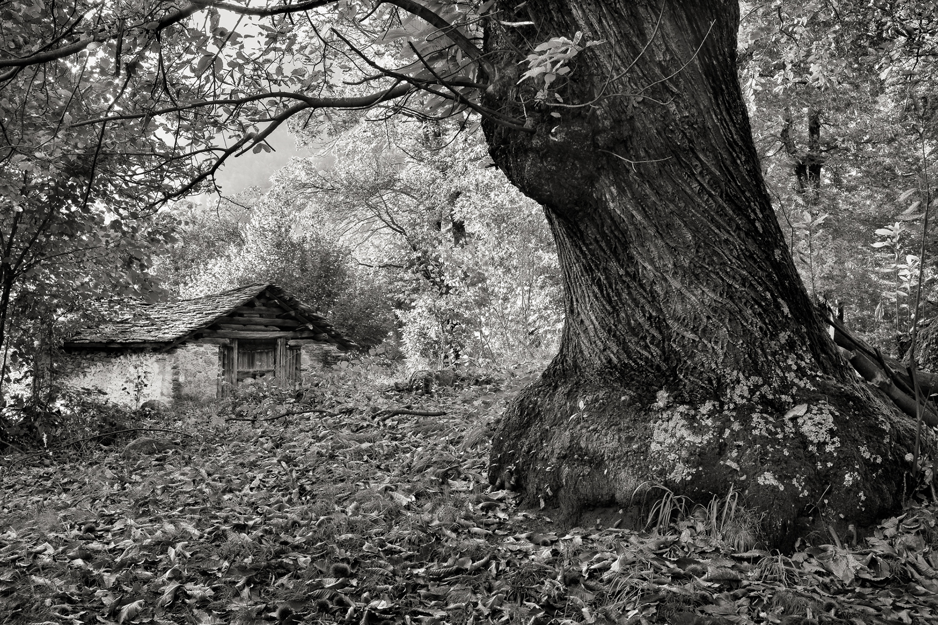 Schwarz-Weiss-Fotografie aus dem Kastanienwald nähe Soglio, Bergell, Schweiz. © Piero Rossi