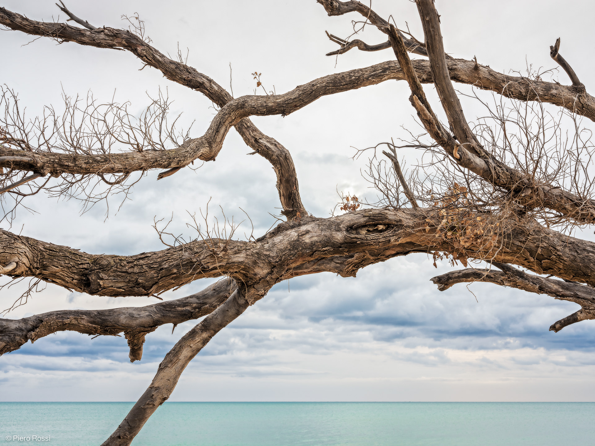Baumäste, dahinter das Meer. © Piero Rossi