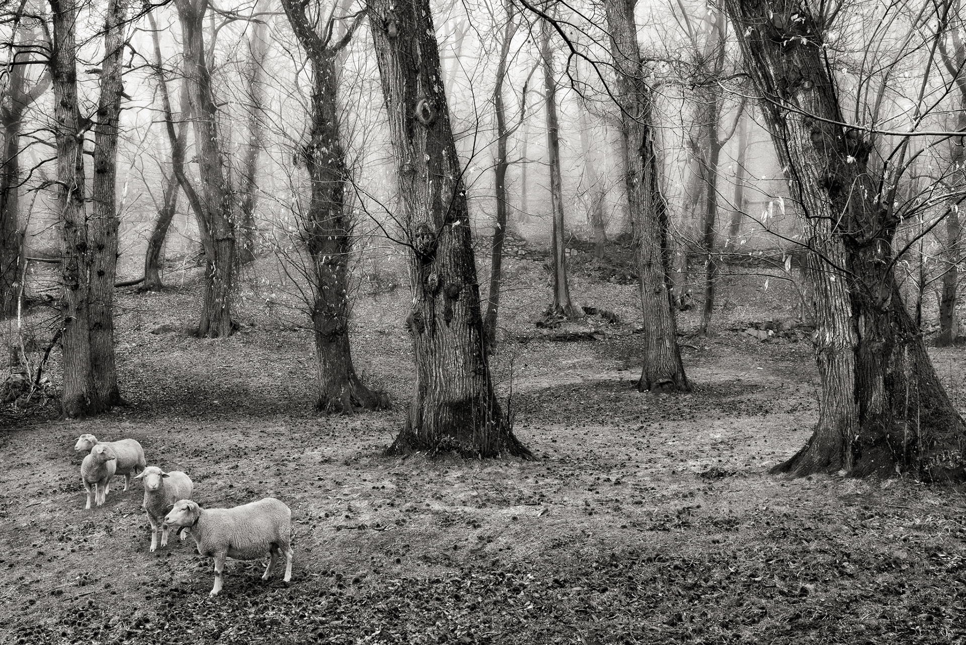 Schwarz-Weiss-Fotografie aus dem Kastanienwald Brentan oberhalb Castasegna Mit Schafen und Nebel.. © Piero Rossi