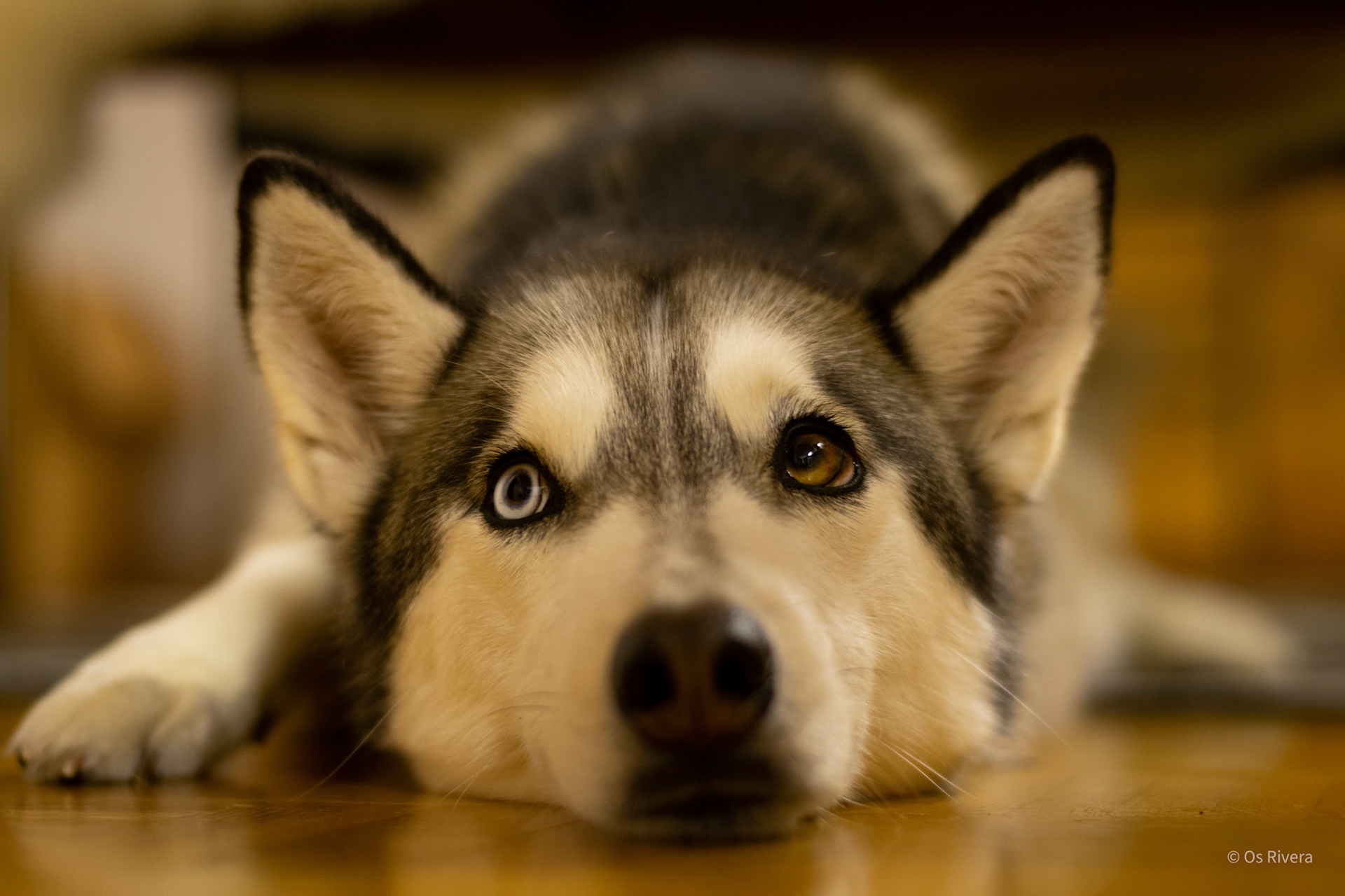 husky