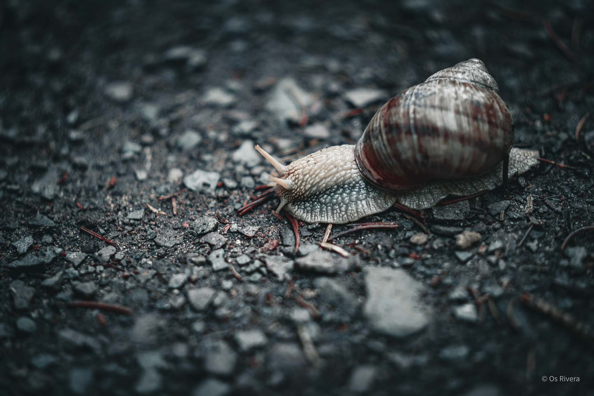 snail