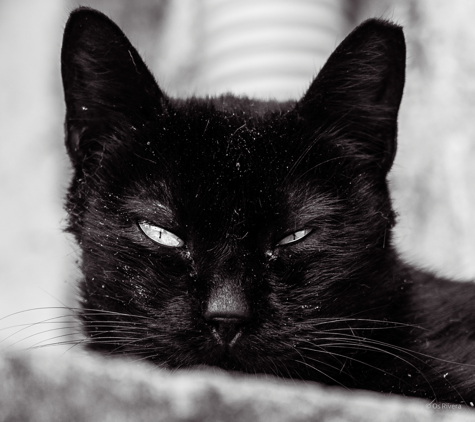 black-cat