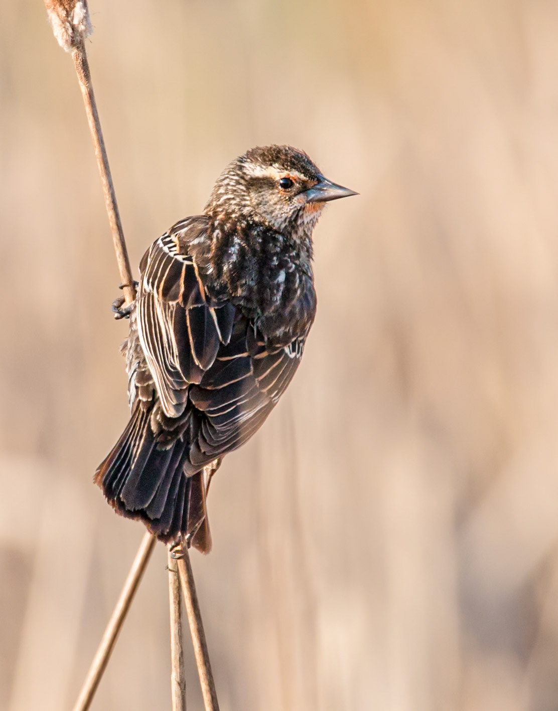 red-winged blackbird