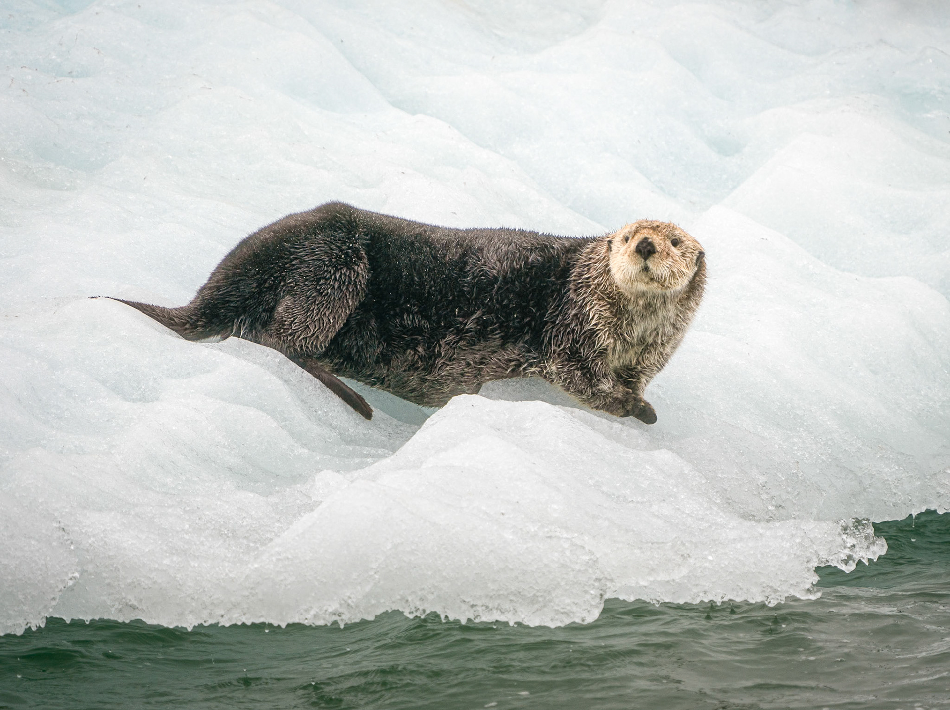 sea otter