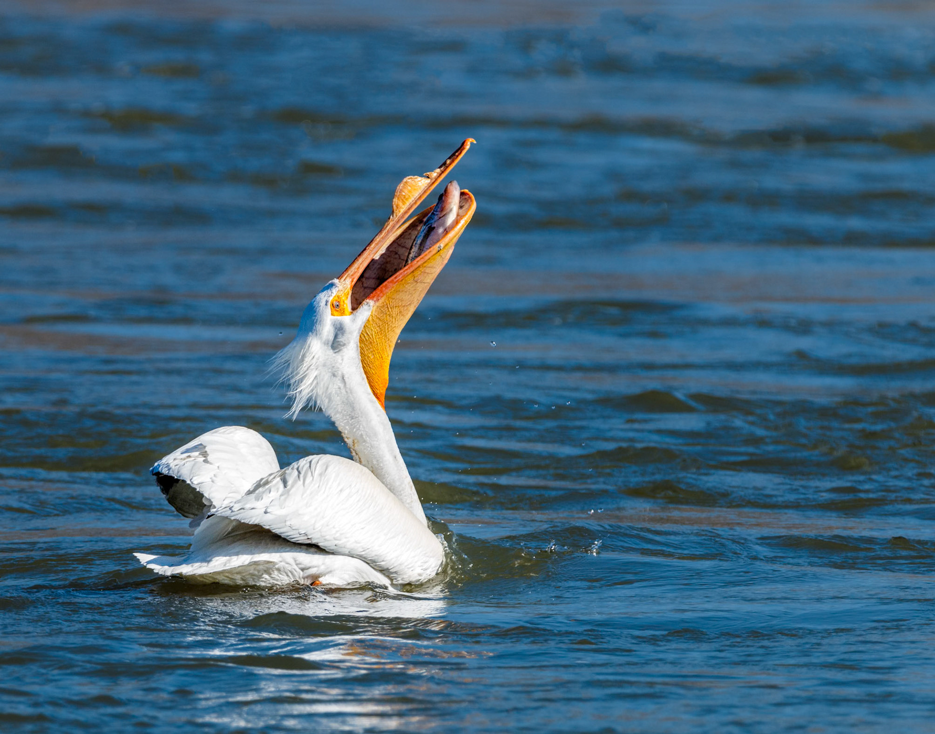 American white pelican