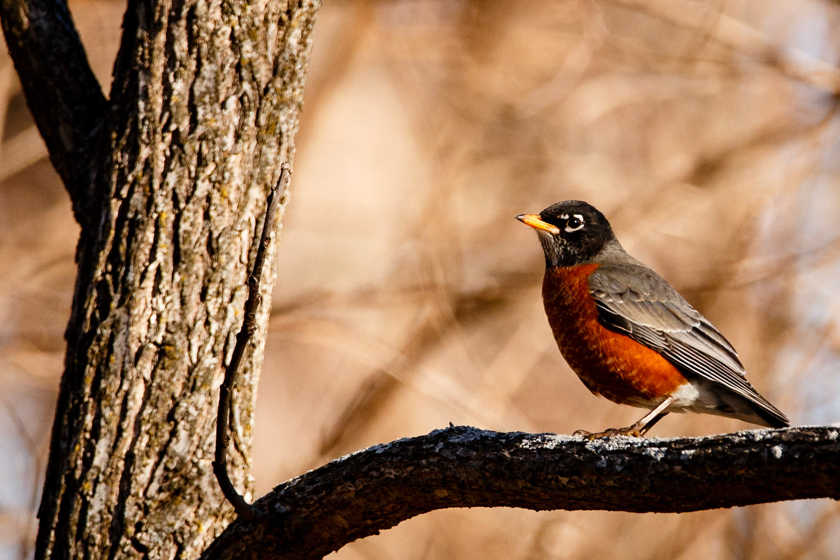 Robin