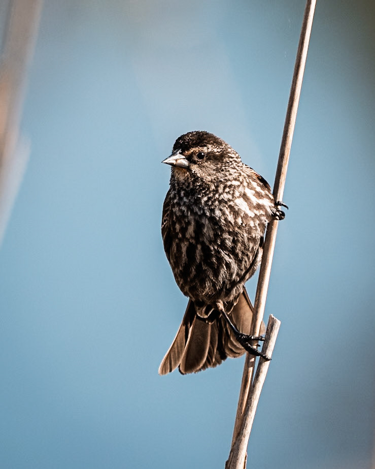 red-winged blackbird