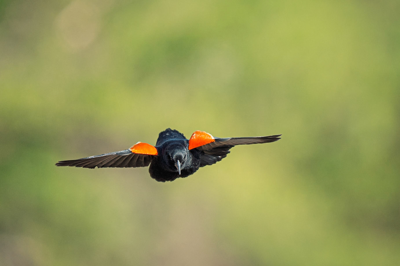 red-winged blackbird