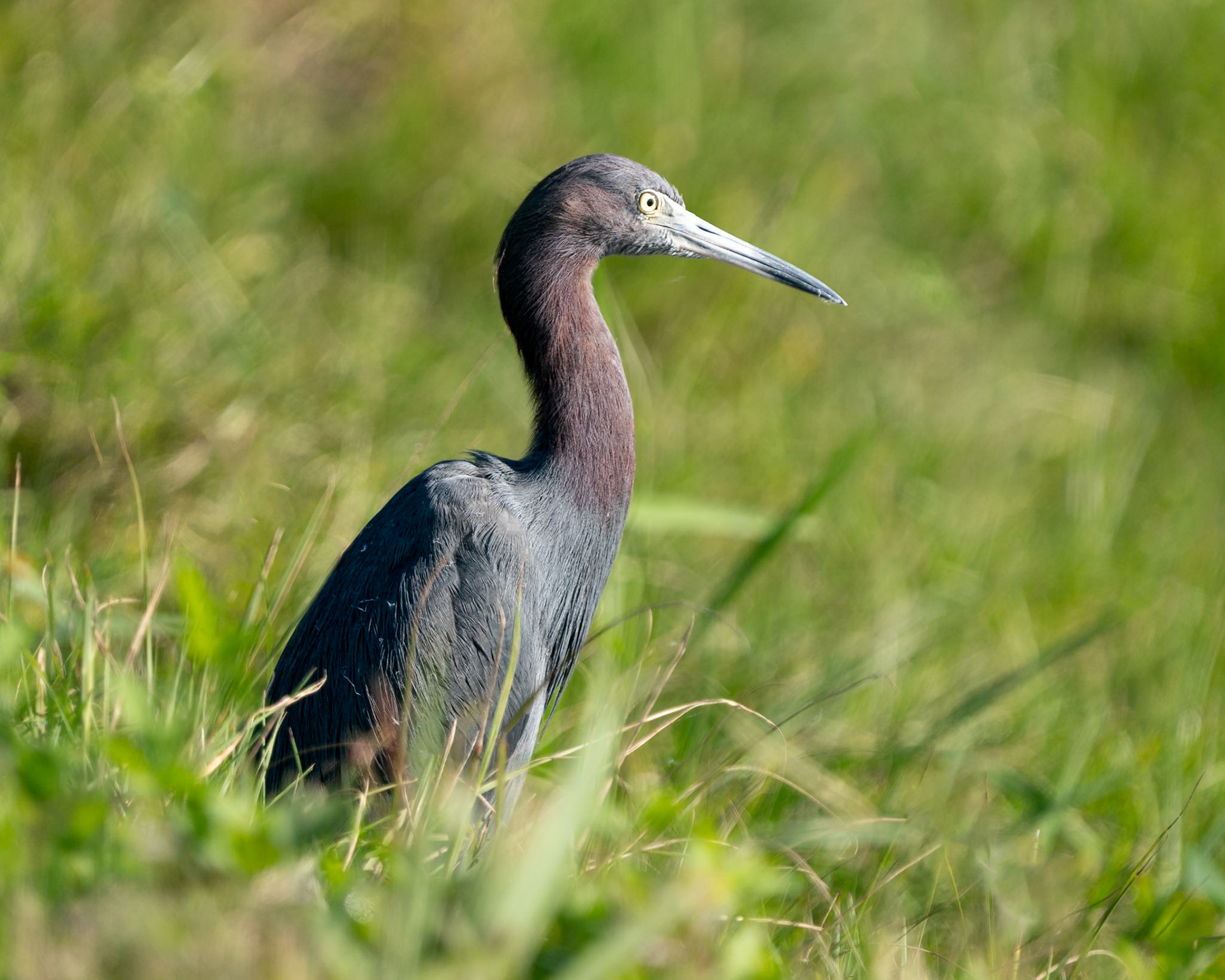 little blue heron