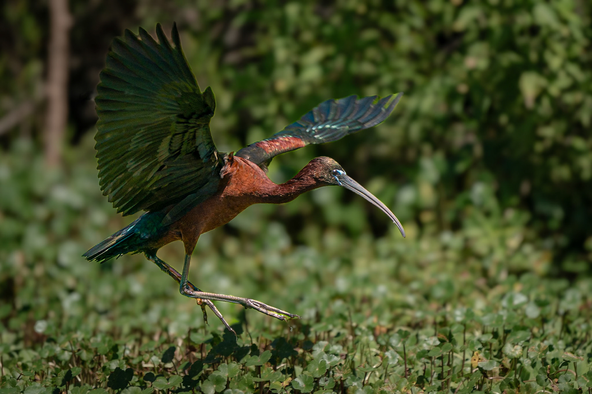 glossy ibis