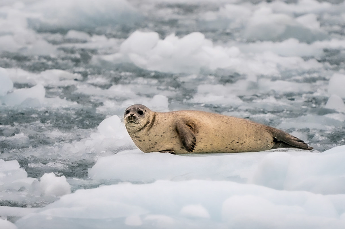 seal
