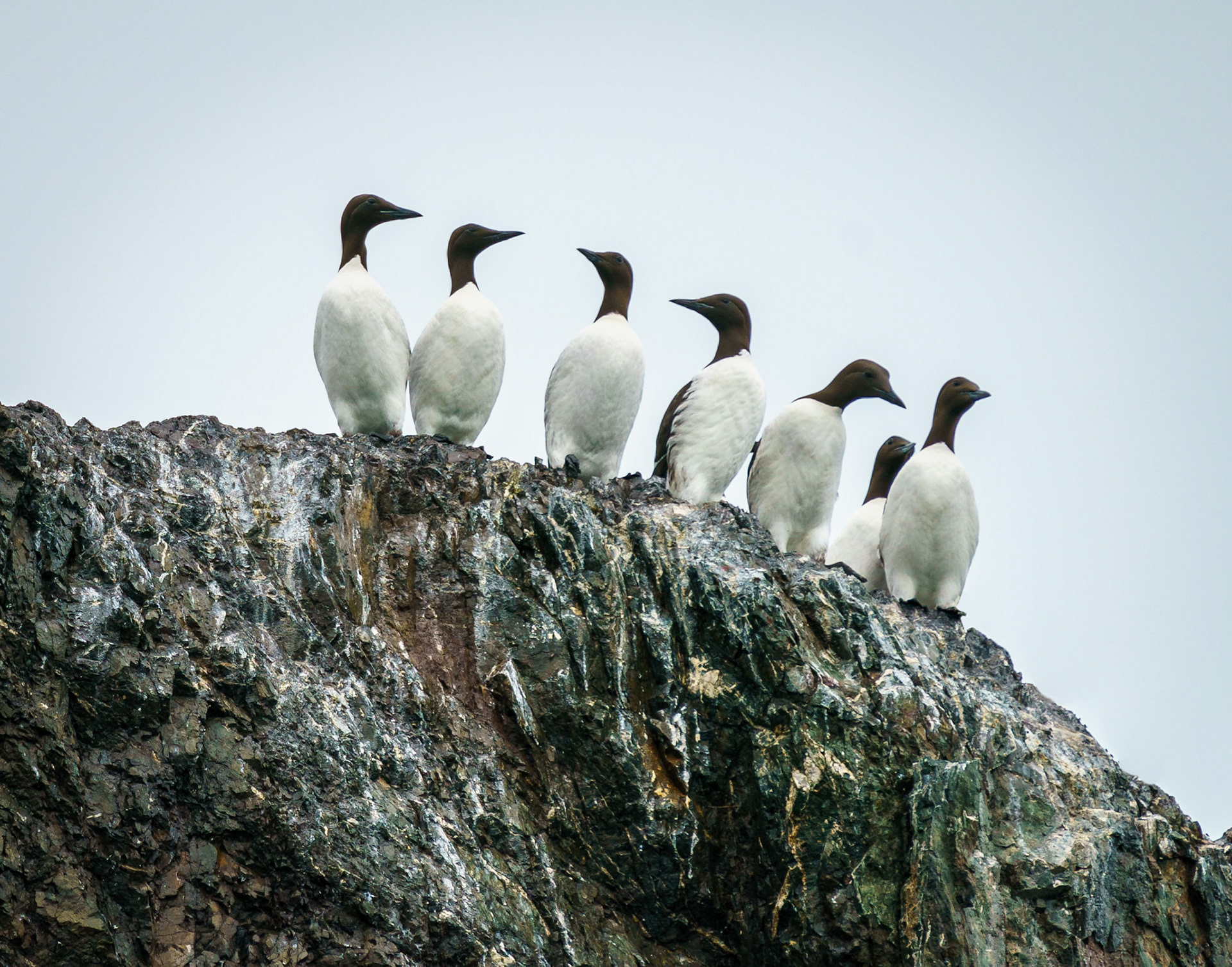 murre