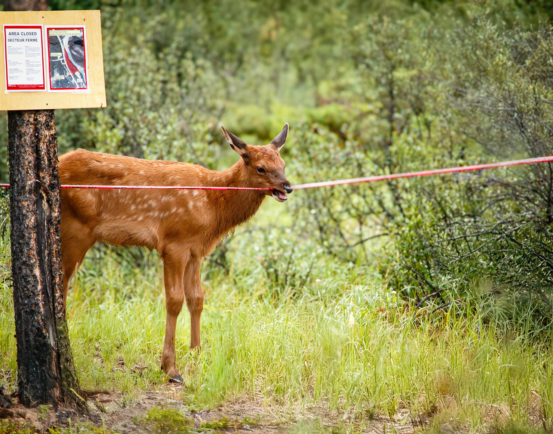 elk