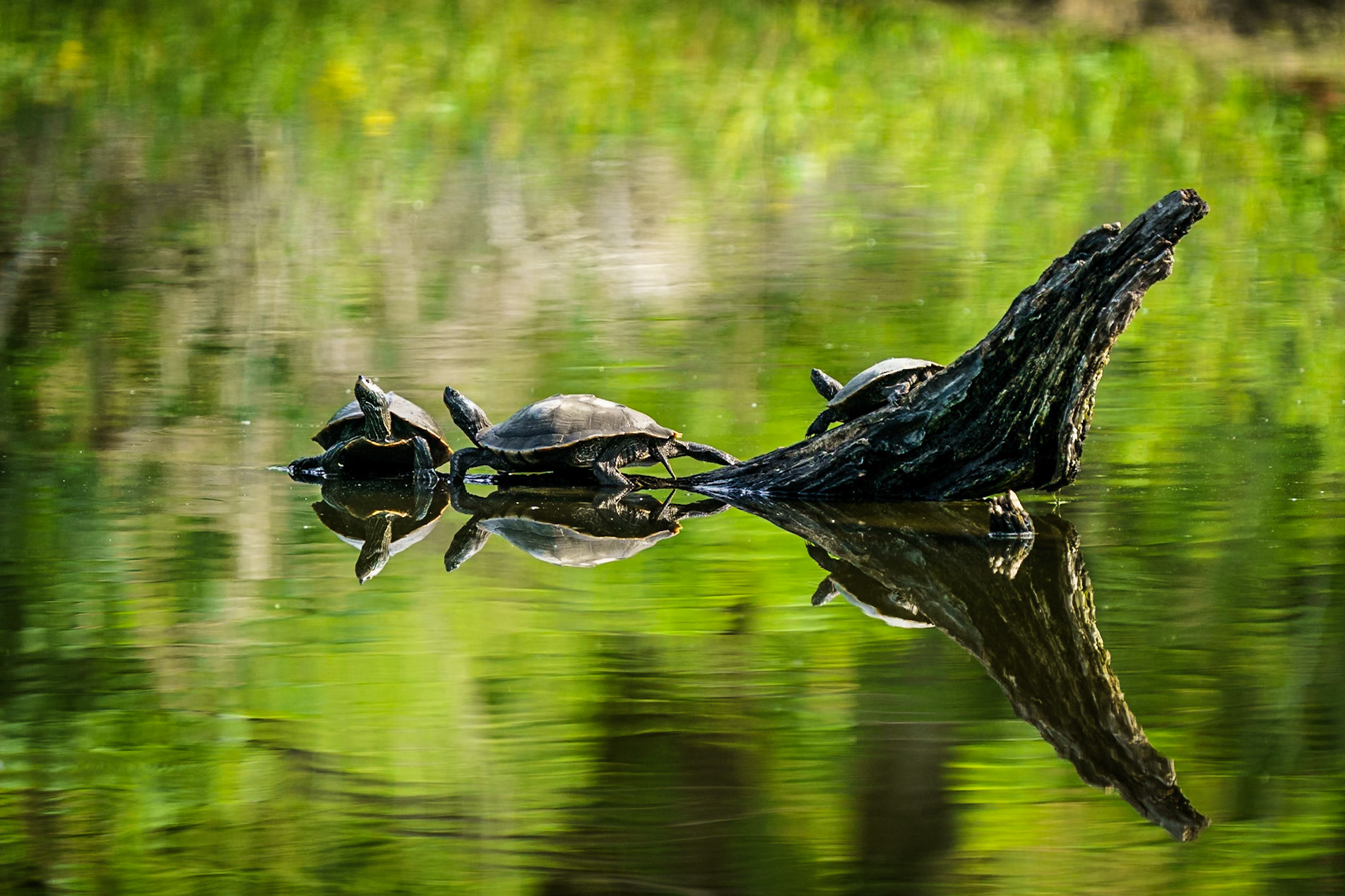 turtle
