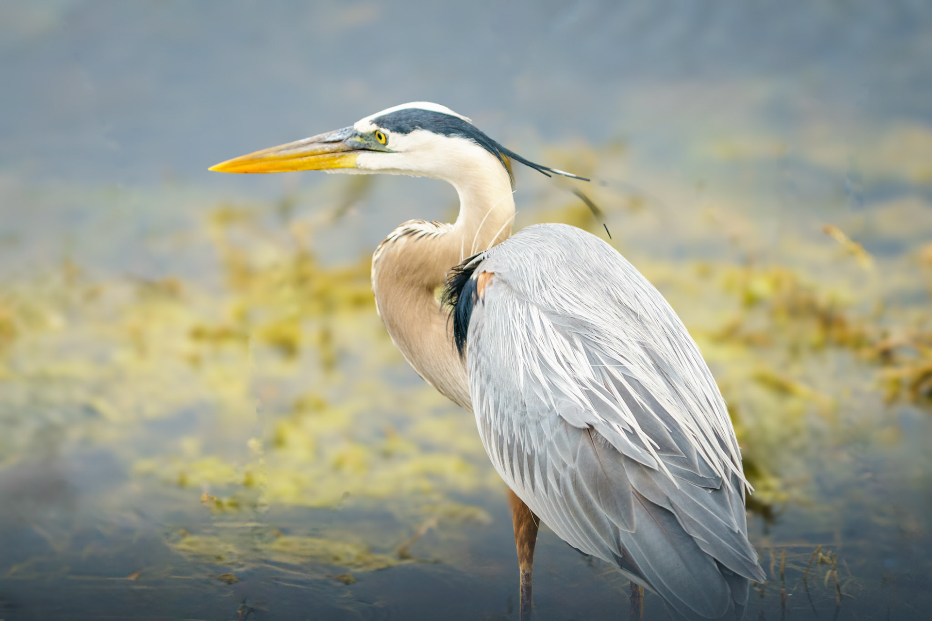 great blue heron