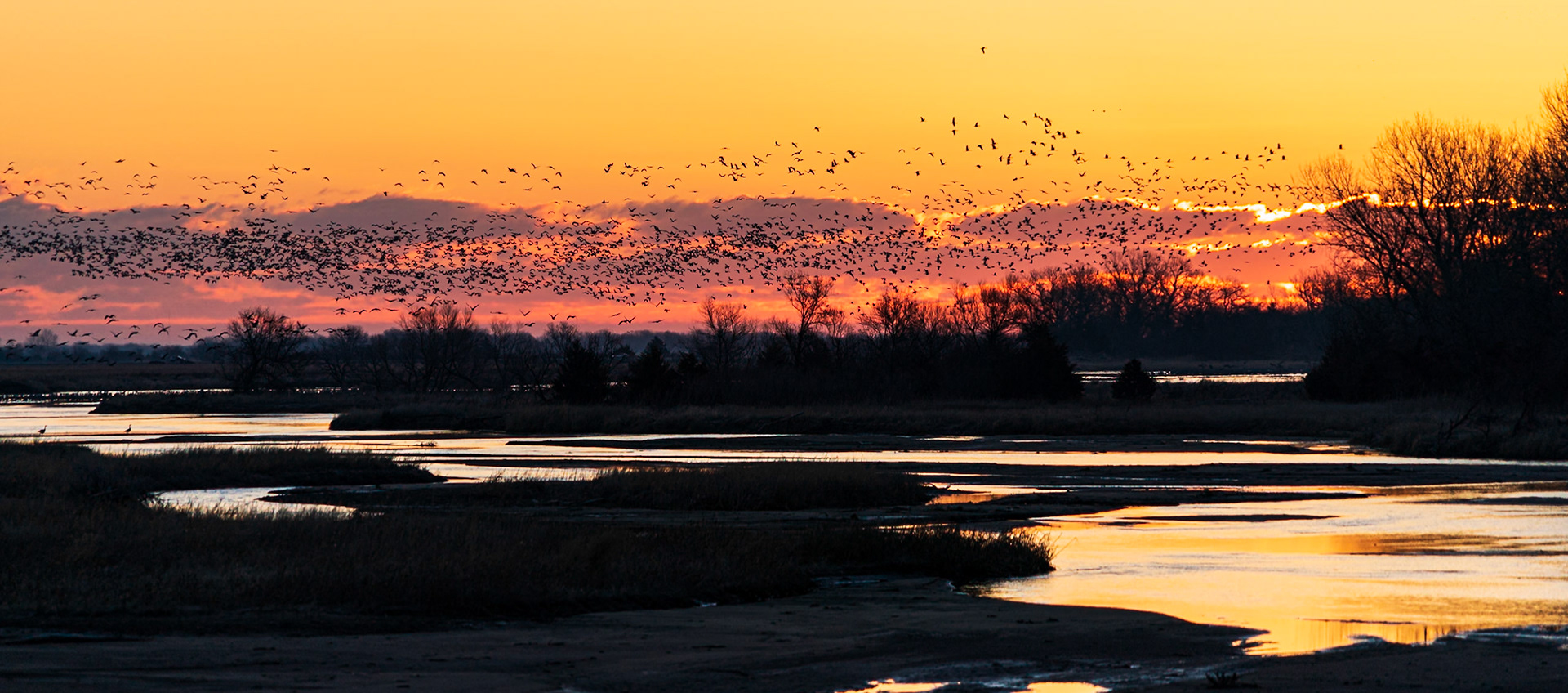 sandhill crane