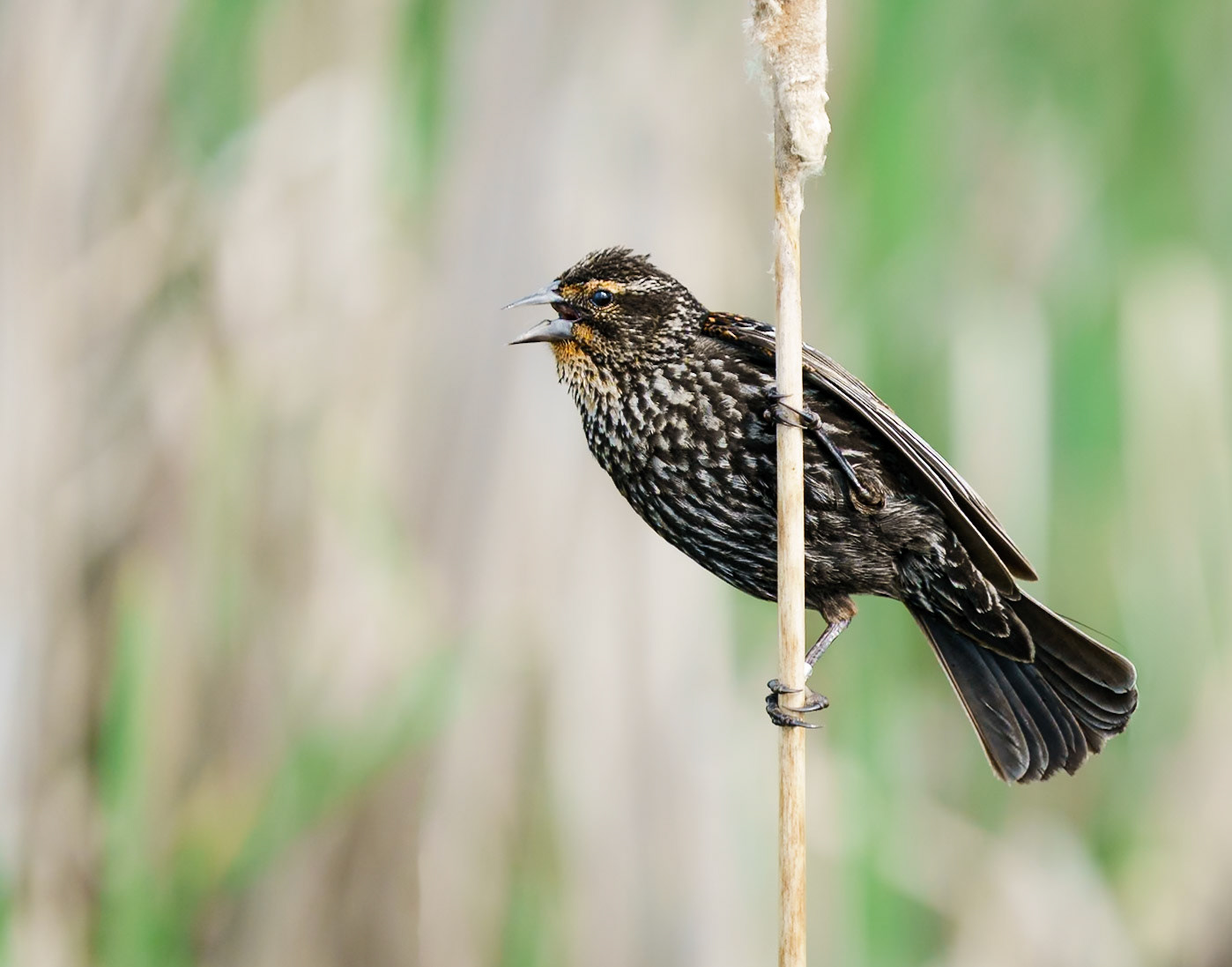 red-winged blackbird