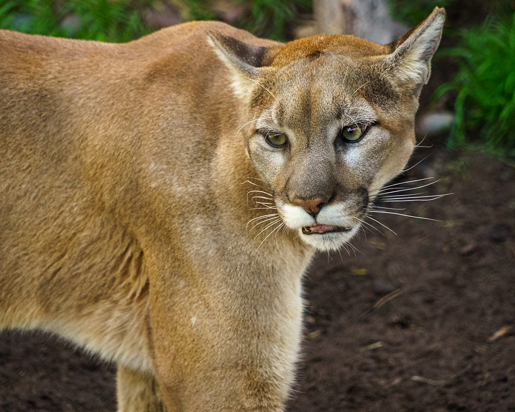 lion