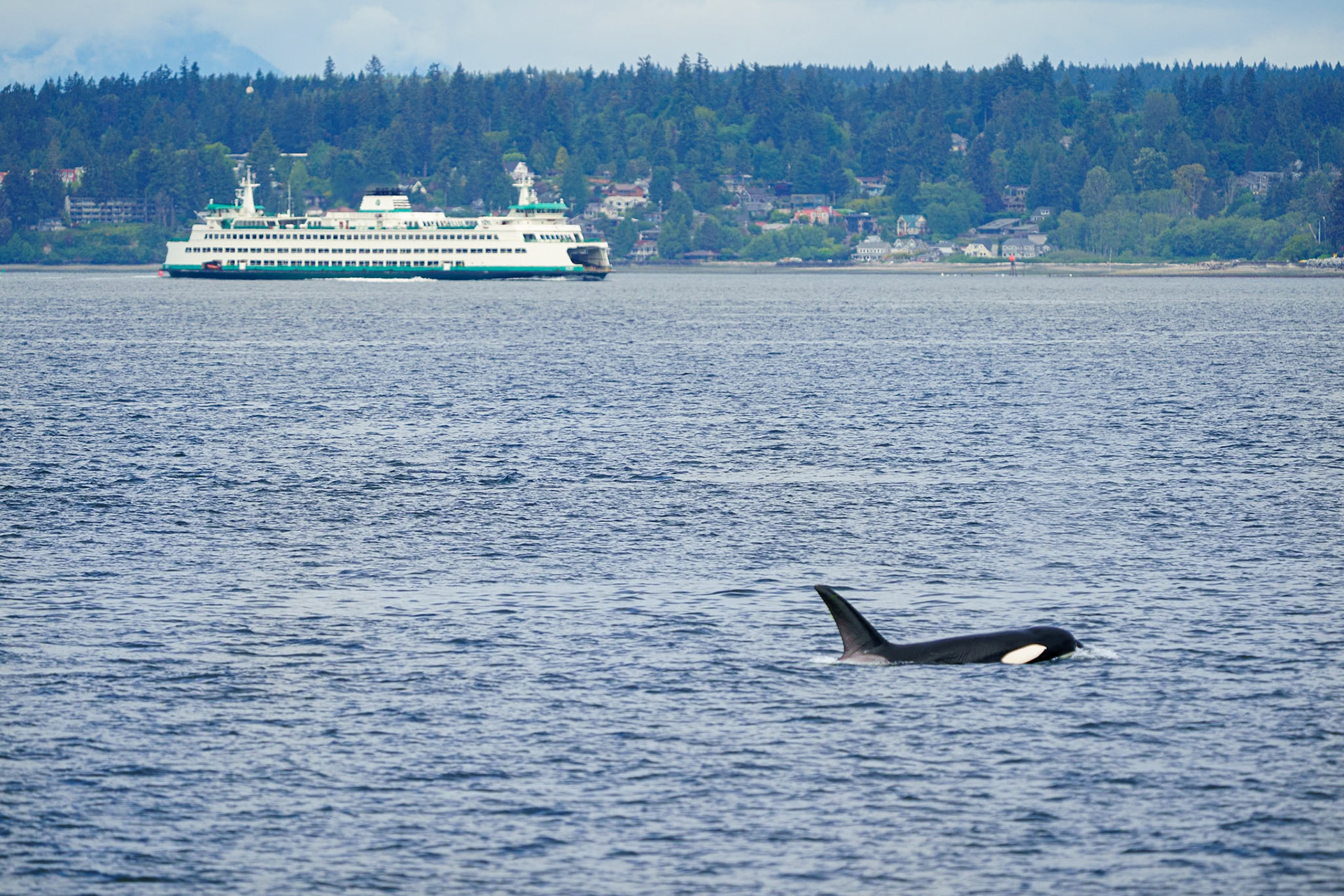 orca
