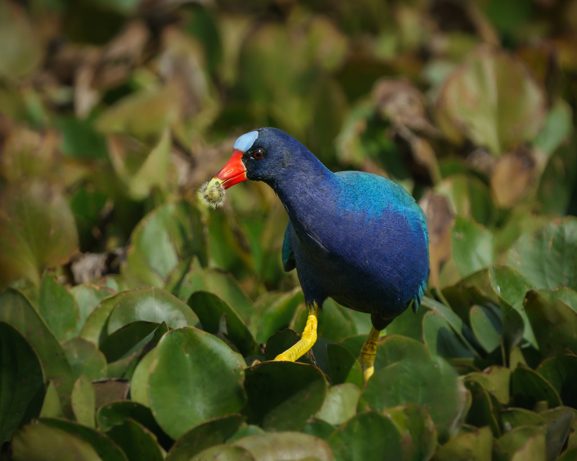 common moorhen