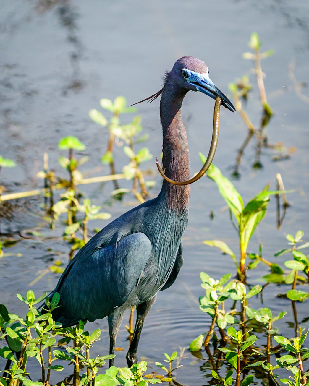 little blue heron