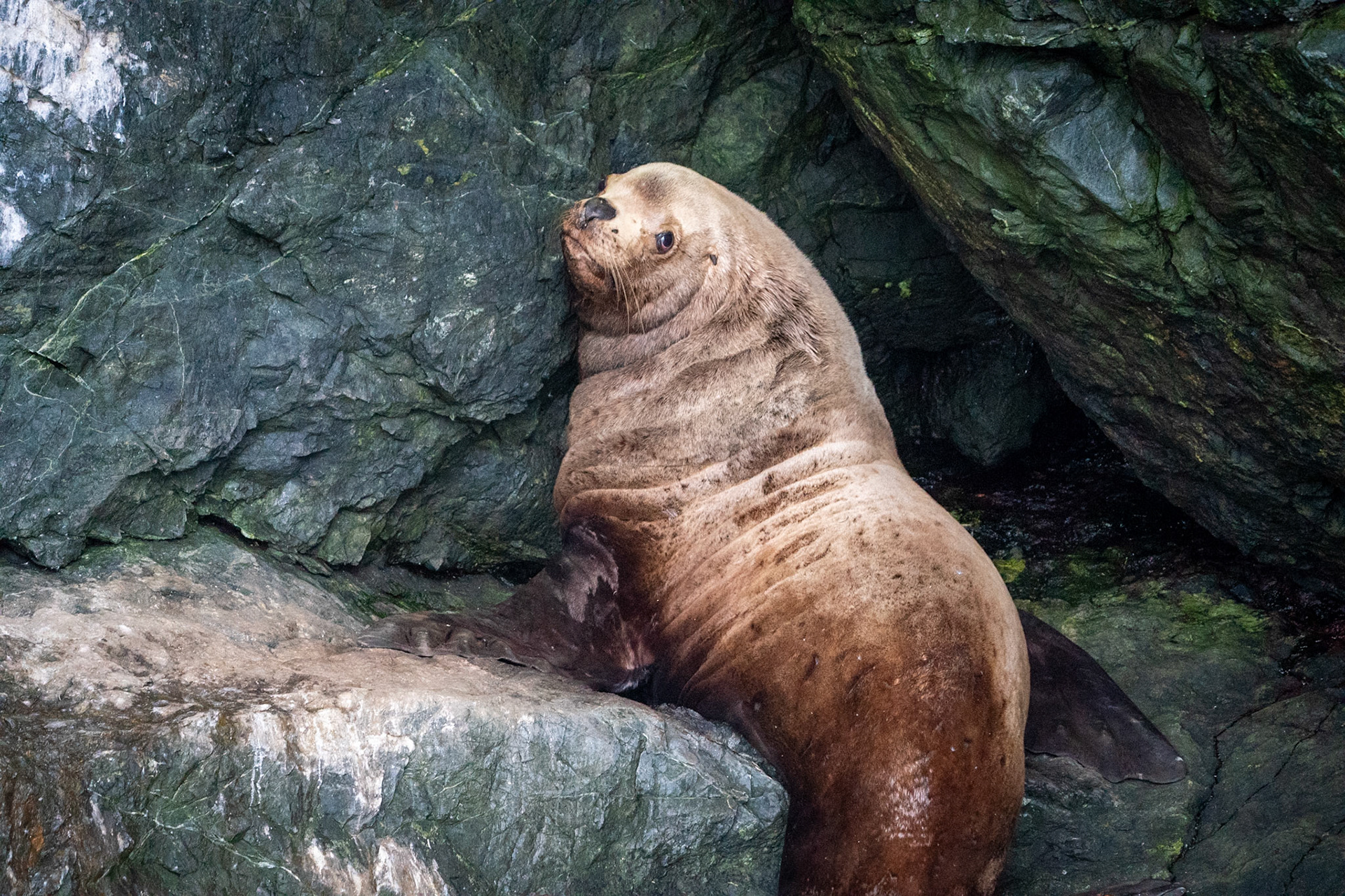 sea lion