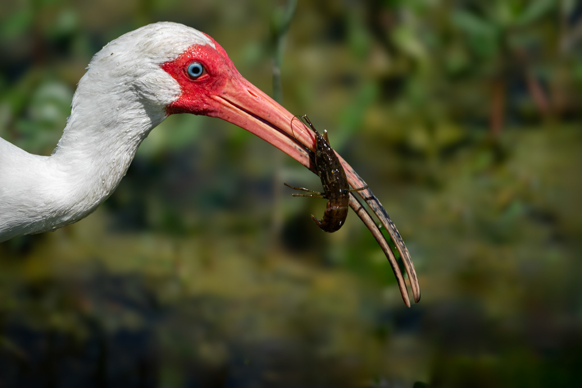 American white ibis