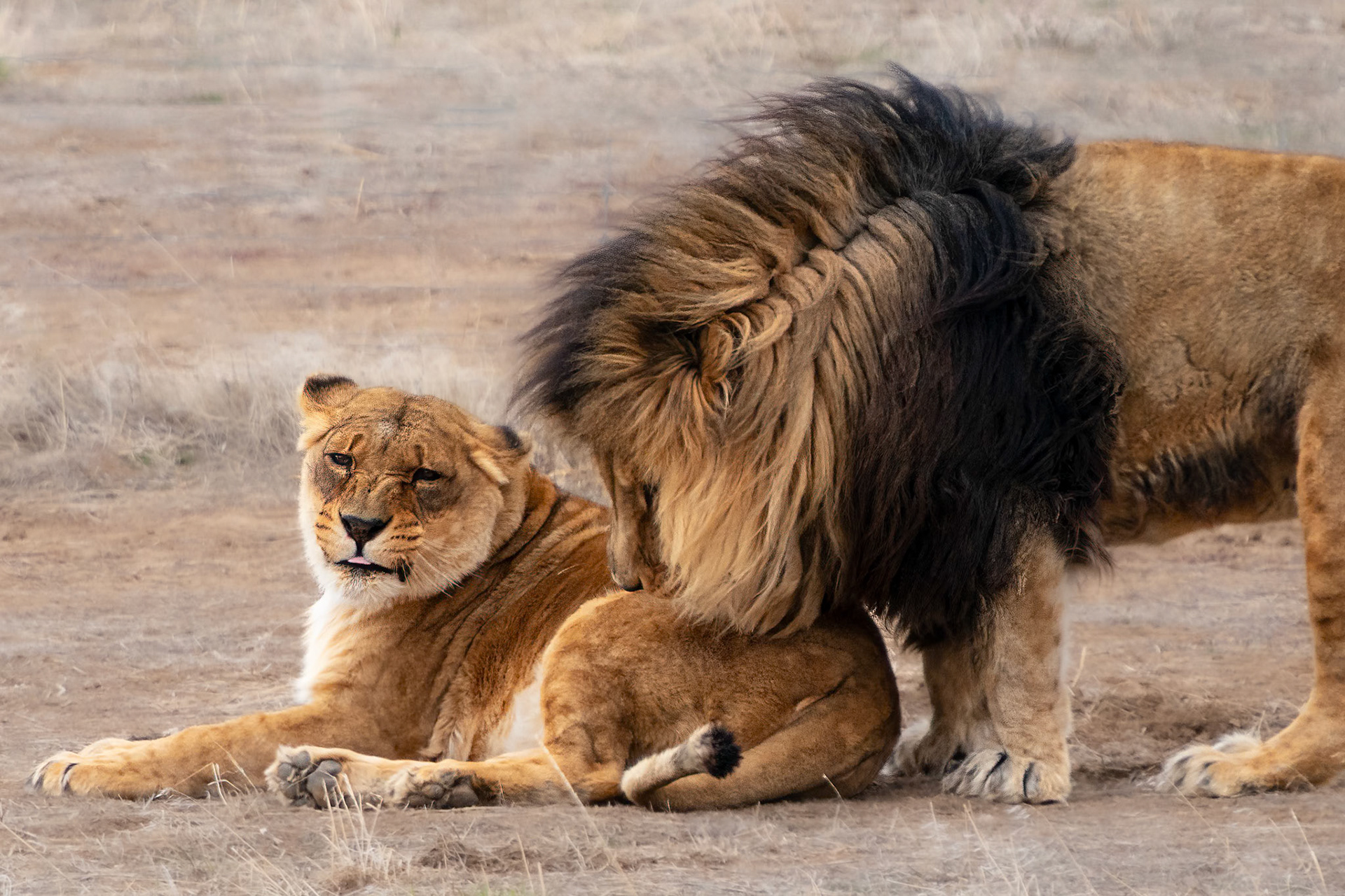 lion