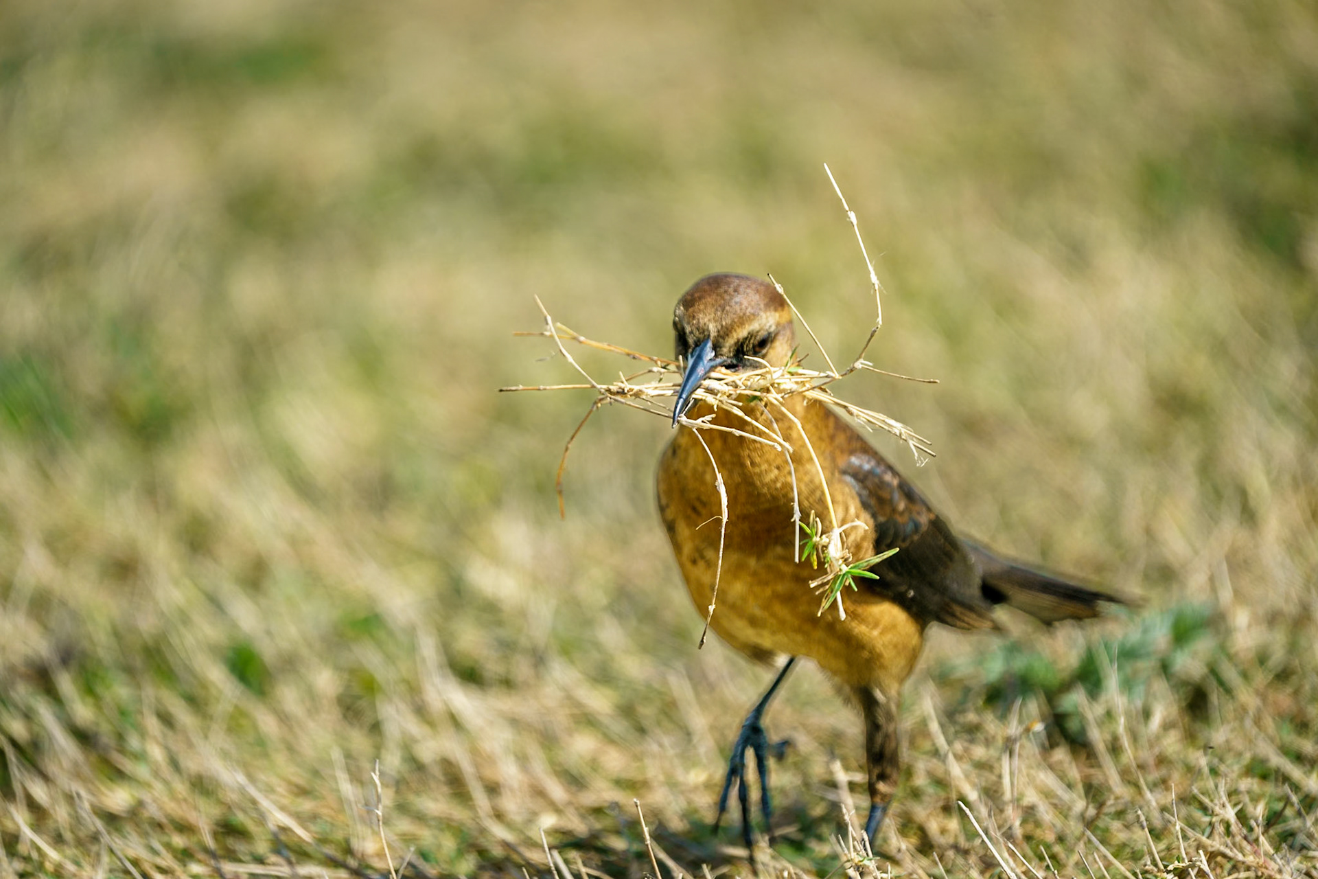 slender-billed grackle