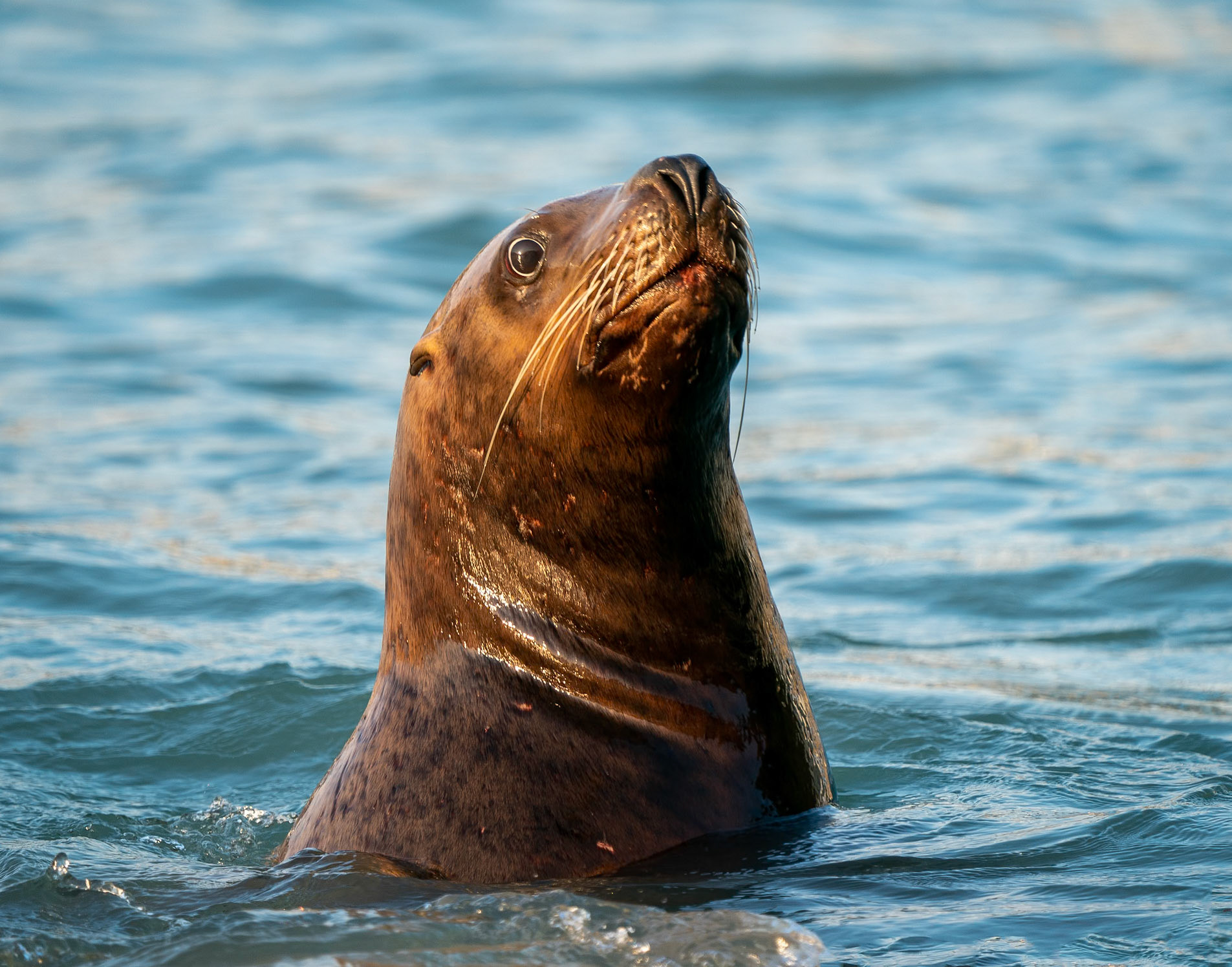sea lion