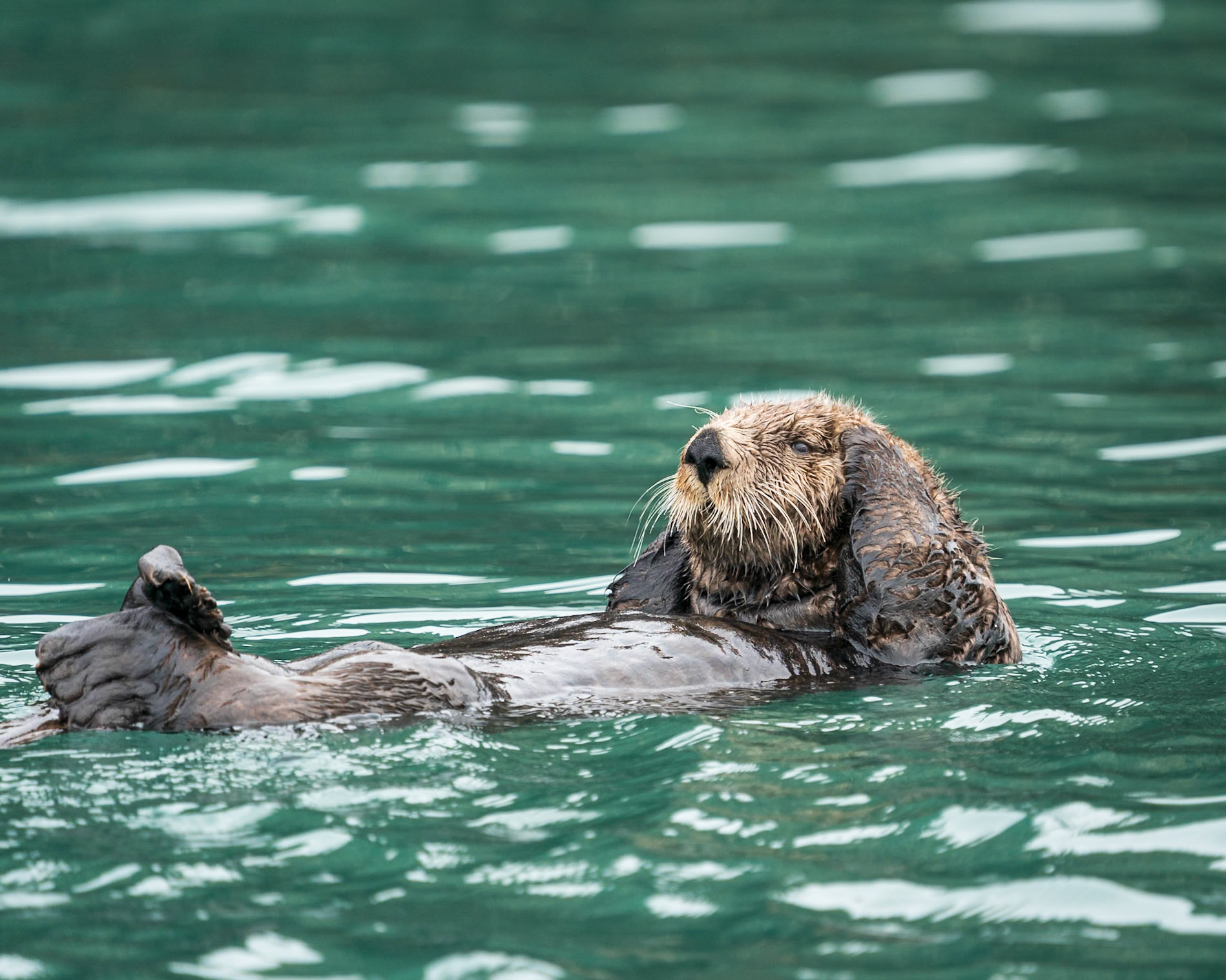sea otter