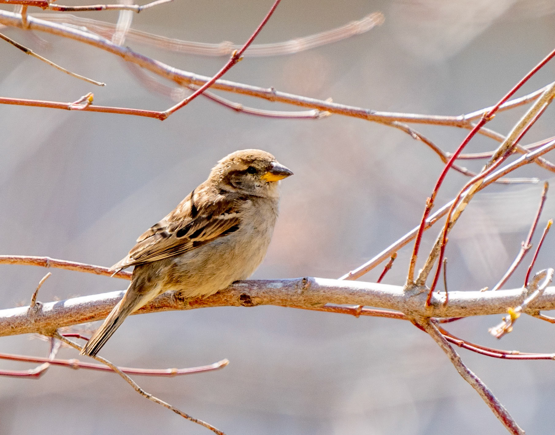 house sparrow